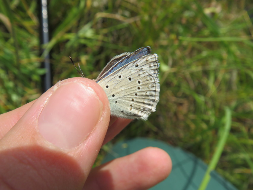 Polyommatus daphnis - csipkés boglárka
