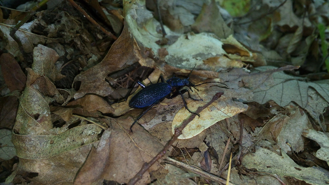 Carabus intricatus - kék laposfutrinka