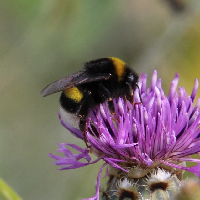 Bombus terrestris - földi poszméh