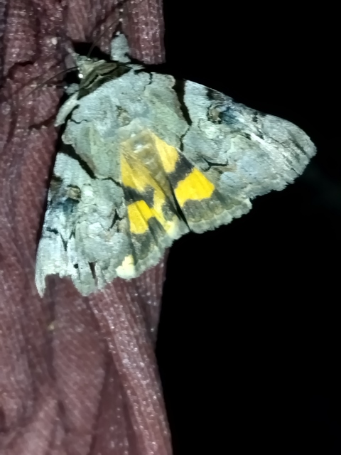 Catocala hymenaea - kökény-övesbagoly
