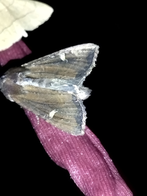 Helotropha leucostigma - mocsári nőszirombagoly
