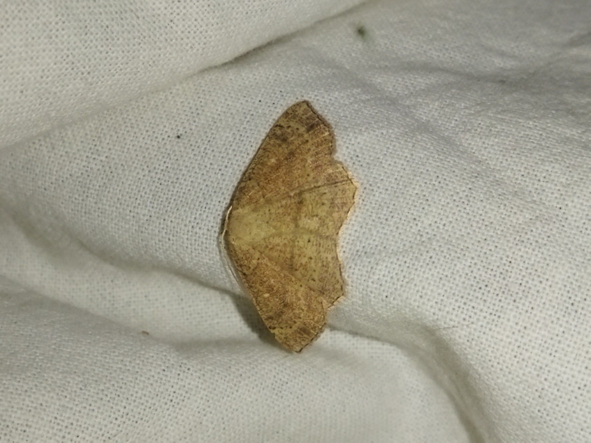 Cyclophora ruficiliaria - vörösrojtú pettyesaraszoló