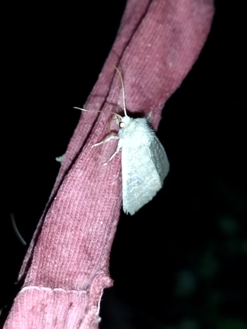 Parastichtis suspecta - sötét erdeibagoly