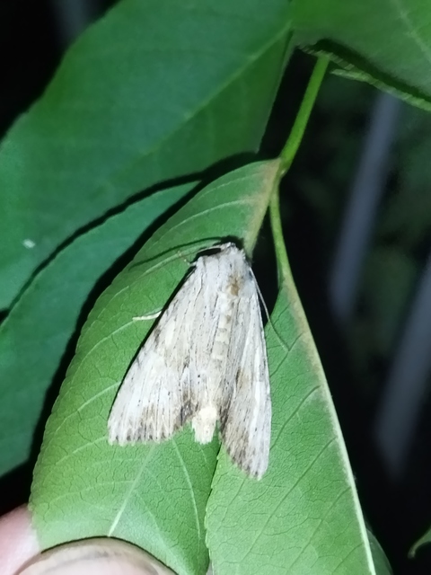 Apamea lithoxylaea - fakó dudvabagoly