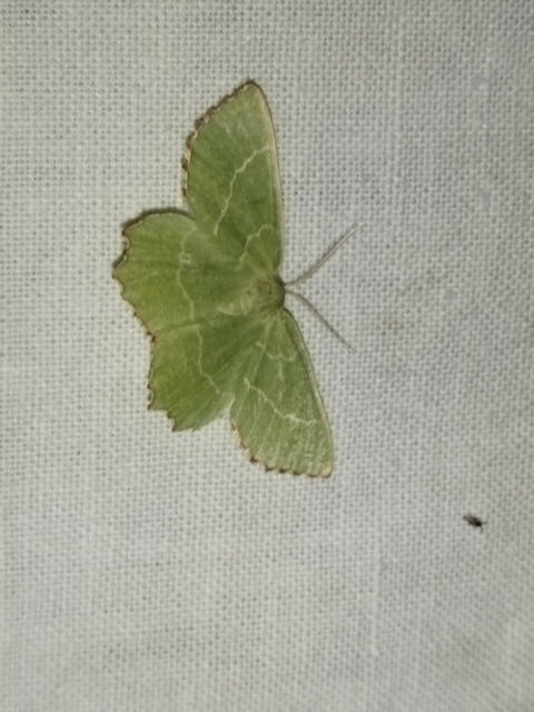 Thalera fimbrialis - csipkésszélű zöldaraszoló