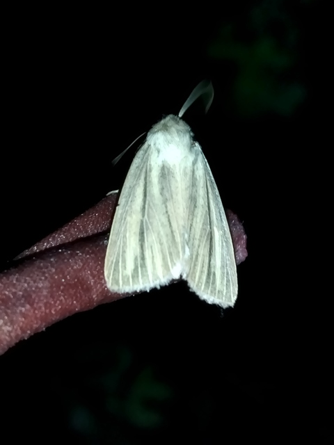 Mythimna pudorina - vörös rétibagoly