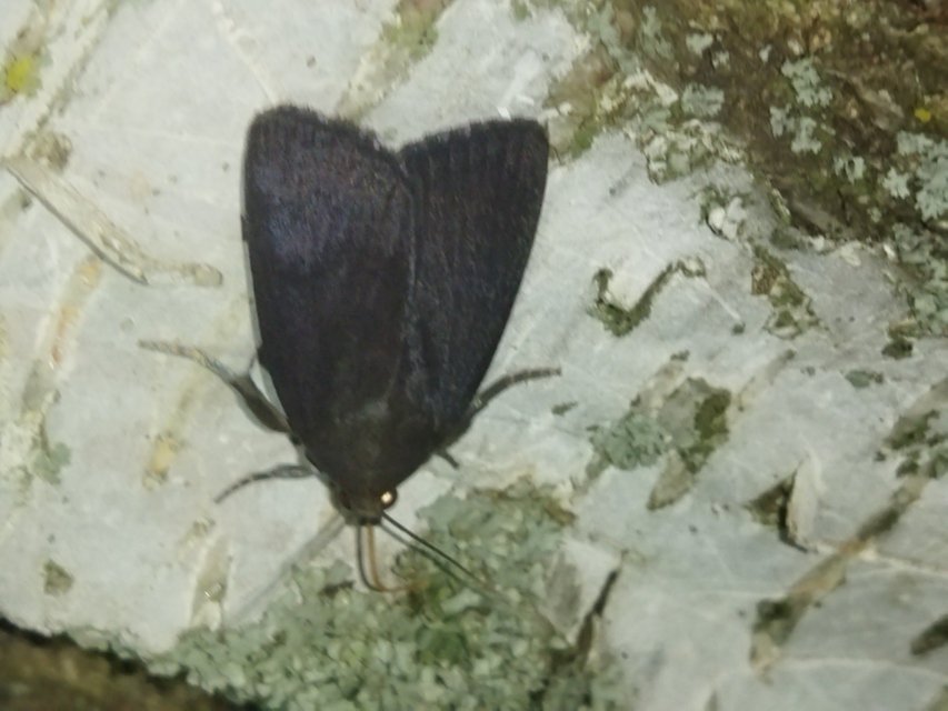 Amphipyra livida - zsírfényű bagoly