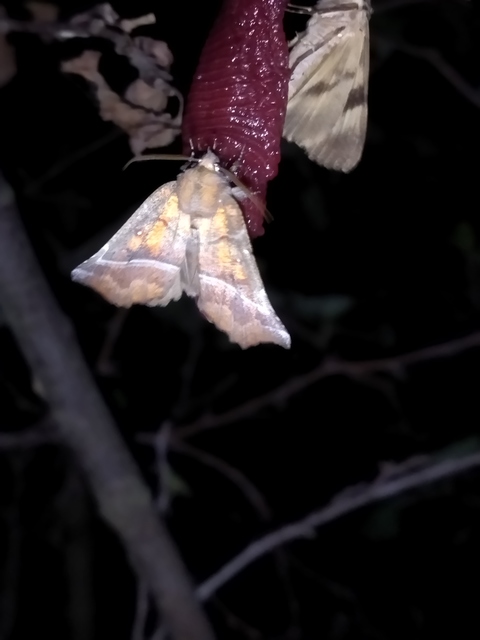 Scoliopteryx libatrix - vörös csipkésbagoly