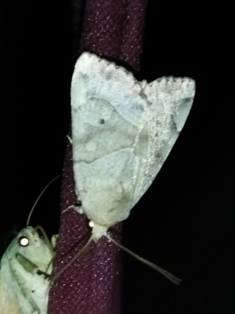 Cosmia trapezina - közönséges lombbagoly
