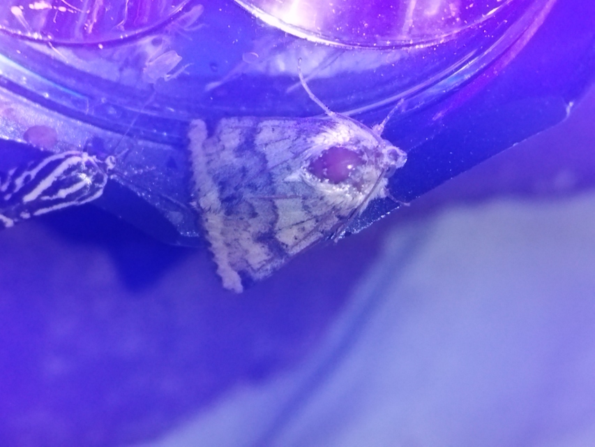Heliothis viriplaca - mácsonyabagoly