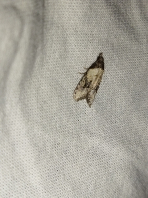 Carposina scirrhosella - közönséges csipkebogyómoly