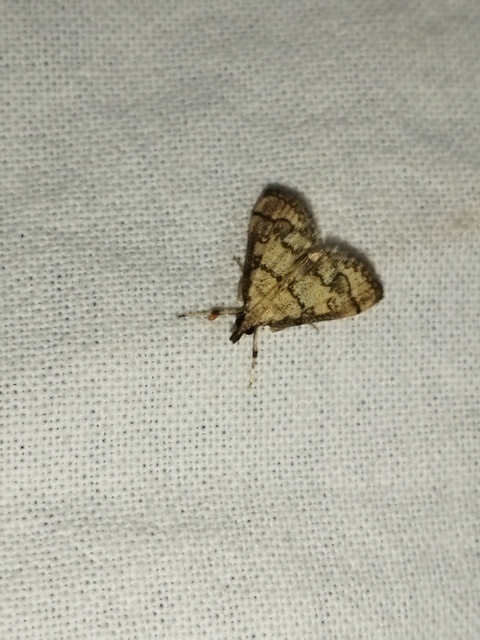 Metasia ophialis - kígyósávos tűzmoly