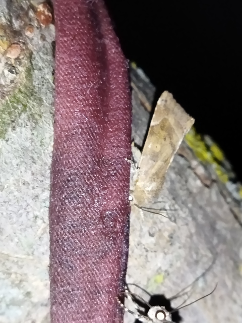Cosmia affinis - barna lombbagoly