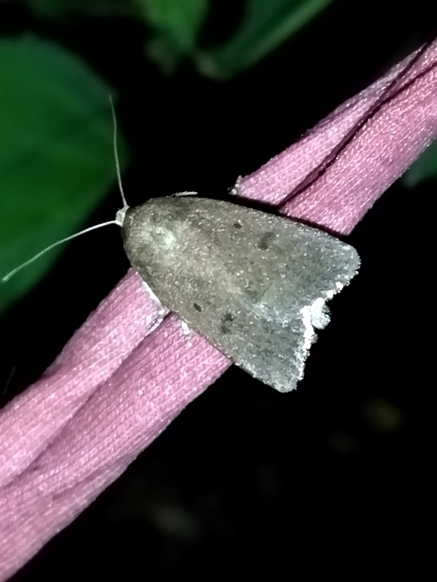 Amphipyra tragopoginis - bakszakállbagoly
