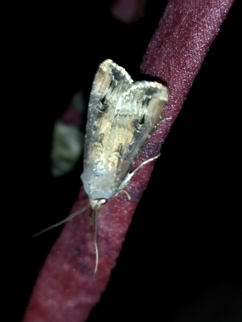 Agrotis ipsilon - nagy földibagoly