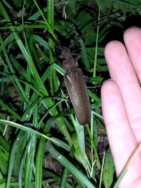 Aegosoma scabricorne - diófacincér