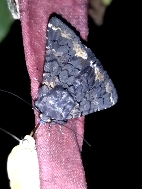 Catephia alchymista - fekete övesbagoly