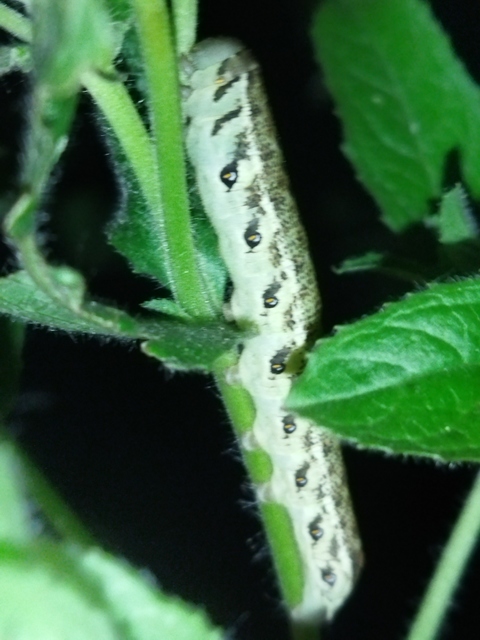 Proserpinus proserpina - törpeszender
