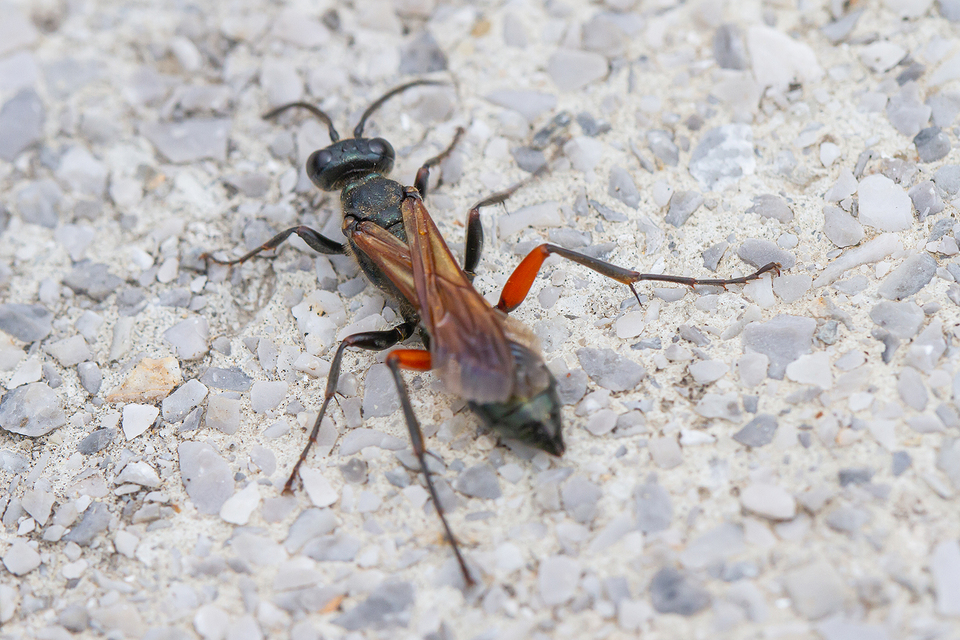 Chalybion femoratum - acélkék lopódarázs