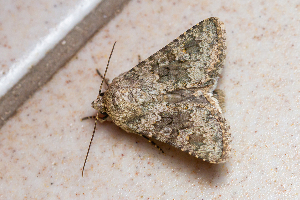 Hecatera dysodea - parajbagoly