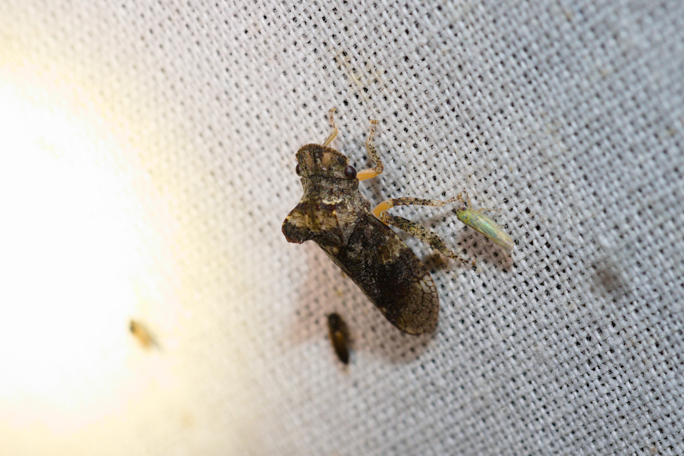 Ledra aurita - füleskabóca