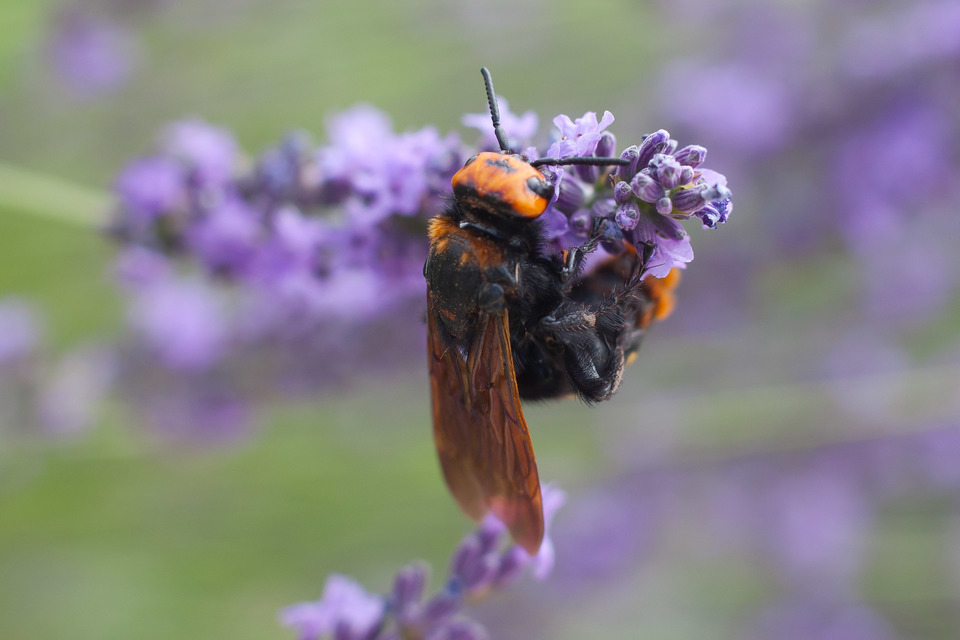 Megascolia maculata - óriás-tőrösdarázs