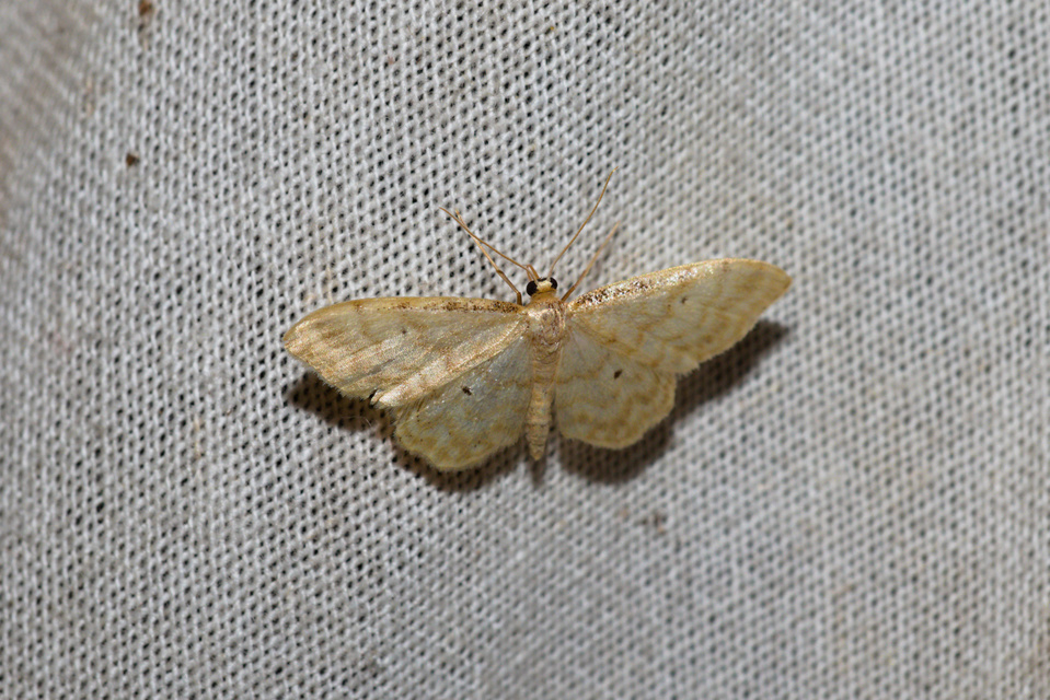 Idaea fuscovenosa - szürkeszélű apróaraszoló