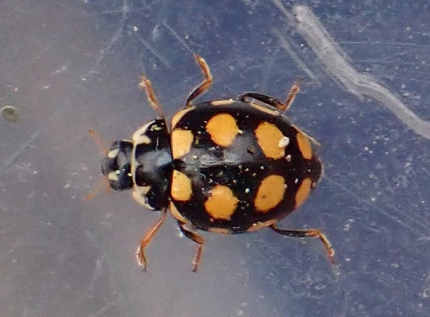 Coccinula quatuordecimpustulata - feketesárga katóka