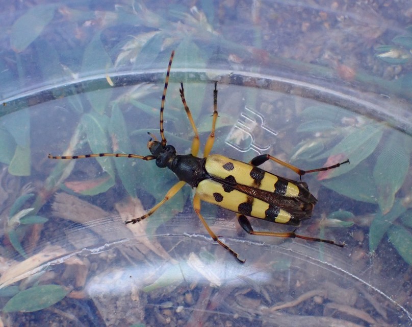 Rutpela maculata - tarkacsápú karcsúcincér