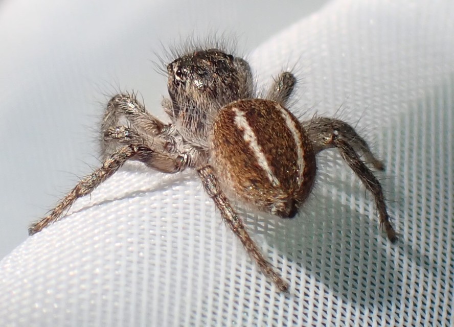 Philaeus chrysops - piros ugrópók