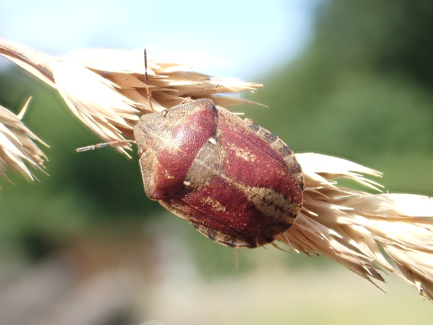 Eurygaster Eurygaster