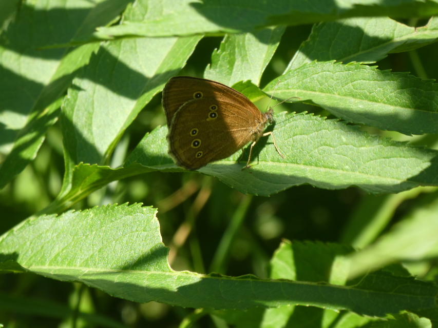 Aphantopus hyperanthus - közönséges ökörszemlepke