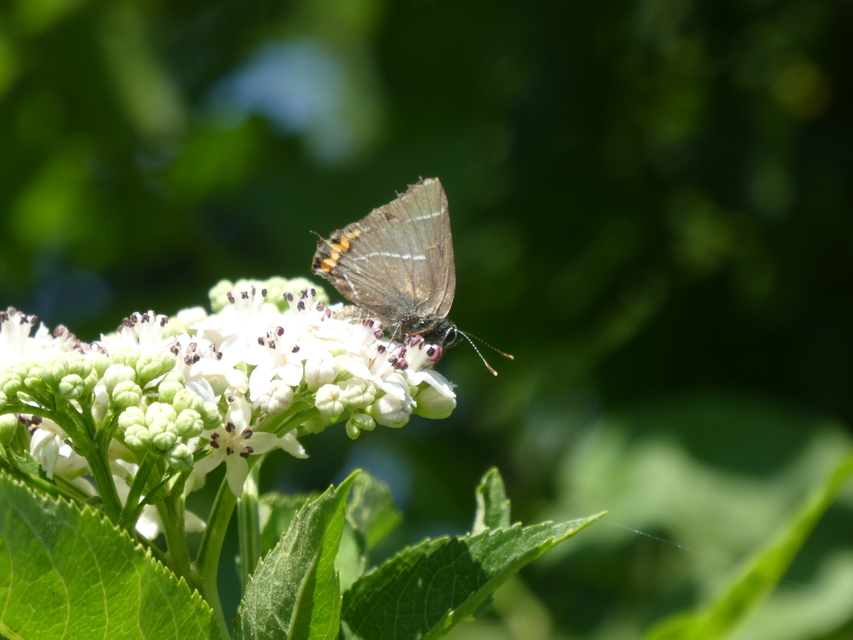 Satyrium w-album - szilfa-csücsköslepke