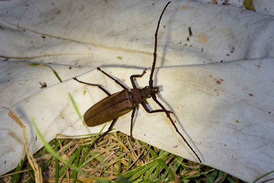 Aegosoma scabricorne - diófacincér