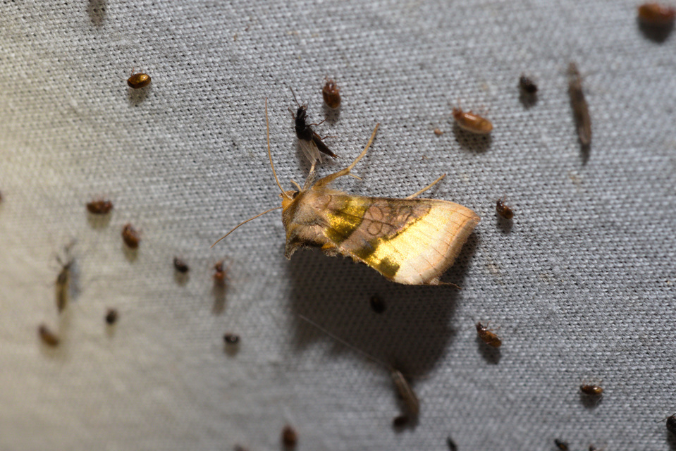 Diachrysia chrysitis - aranybagoly