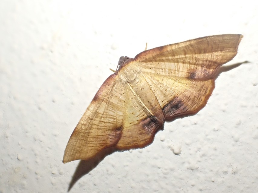 Plagodis dolabraria - baltaszárnyú araszoló