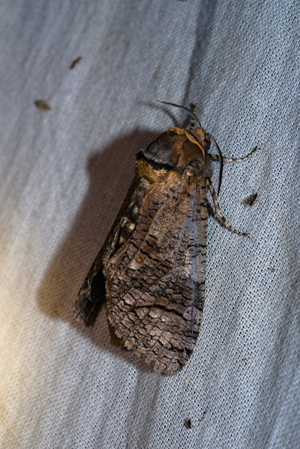 Cossus cossus - fűzfarontólepke