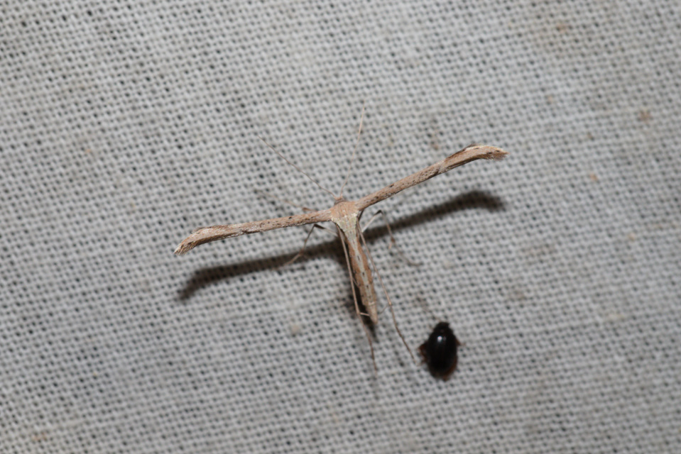 Emmelina monodactyla/argoteles