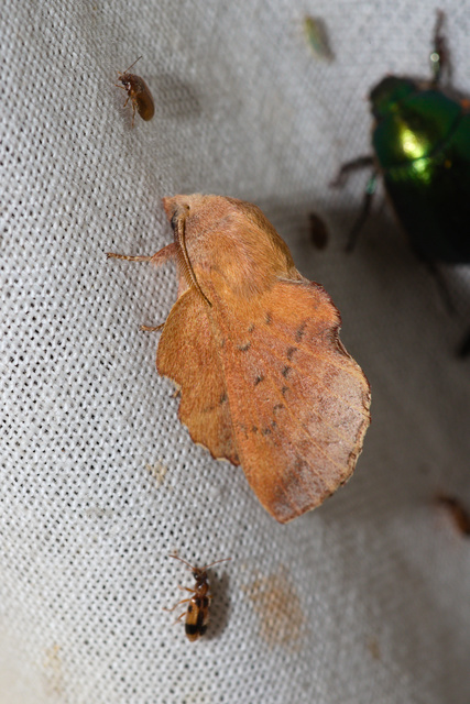 Phyllodesma tremulifolia - nyárlevélpohók