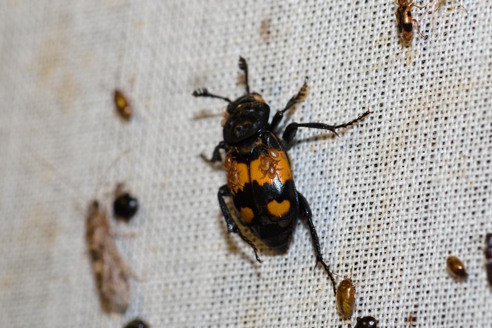 Nicrophorus vespilloides - feketecsápú temetőbogár