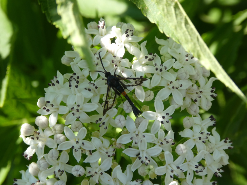 Synanthedon