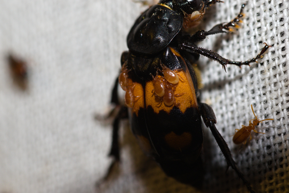 Parasitidae