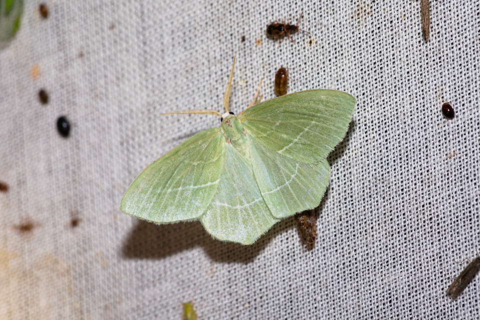 Hemistola chrysoprasaria - kékes zöldaraszoló