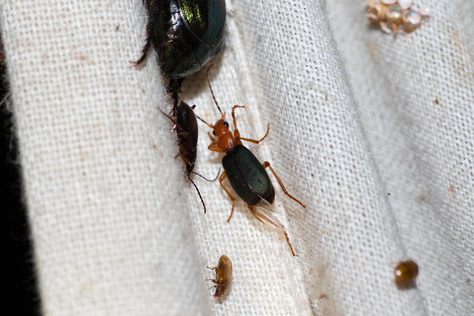 Brachinus crepitans - nagy pöfögőfutrinka
