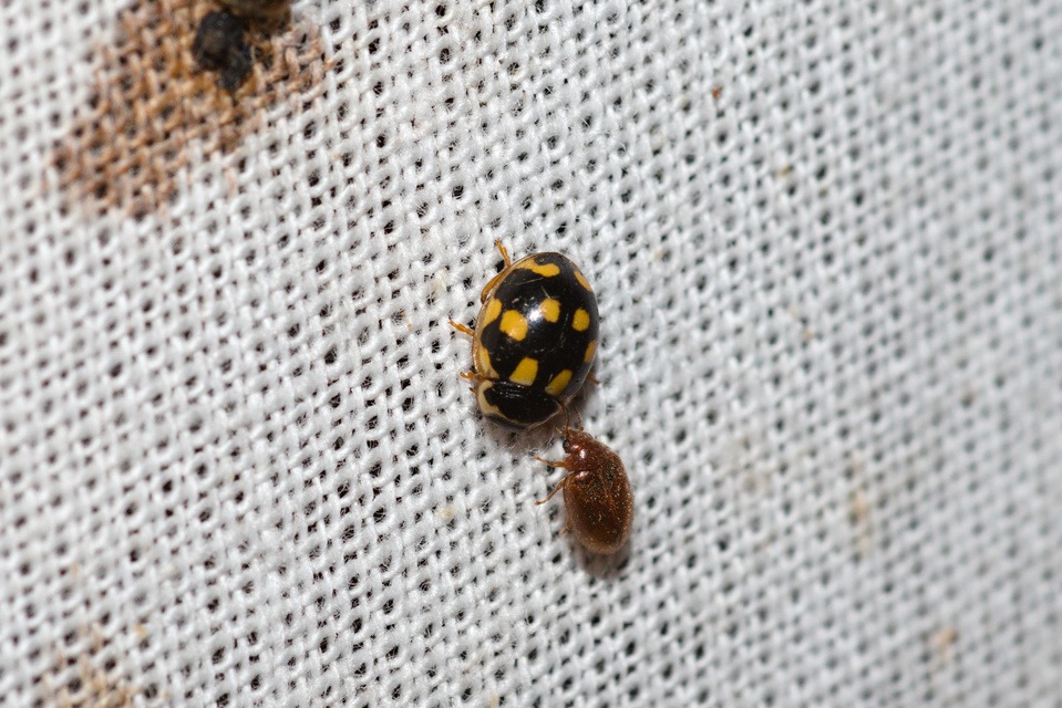 Propylea quatuordecimpunctata - tizennégypettyes füsskata