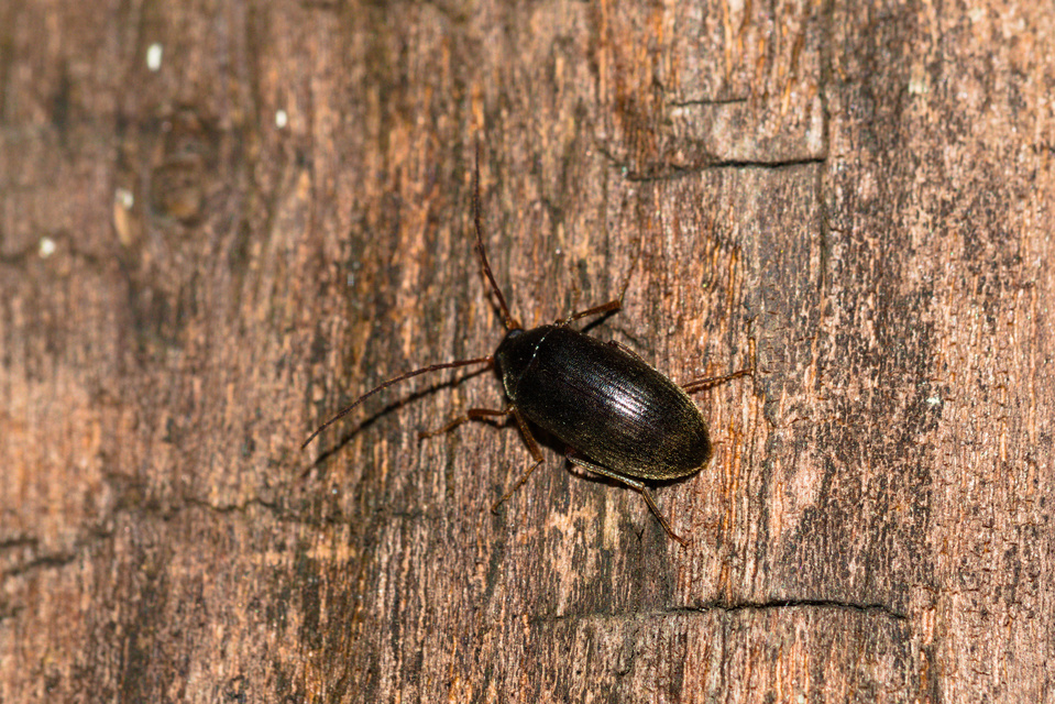 Hymenalia rufipes - rőtlábú alkonybogár
