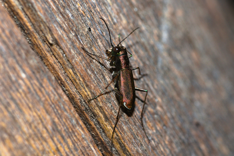 Cylindera germanica - parlagi homokfutrinka