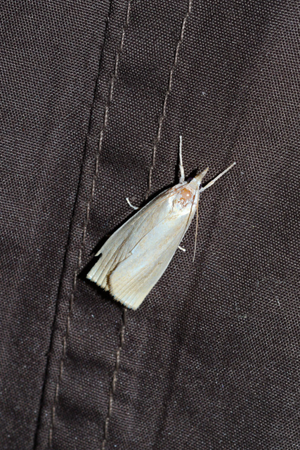 Calamotropha paludella - barna nádlevélmoly