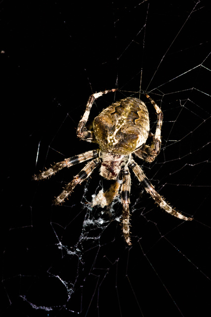 Araneus circe/angulatus