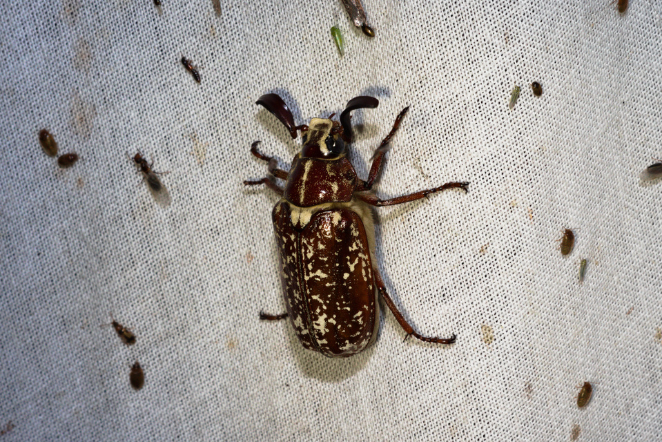 Polyphylla fullo - csapó cserebogár